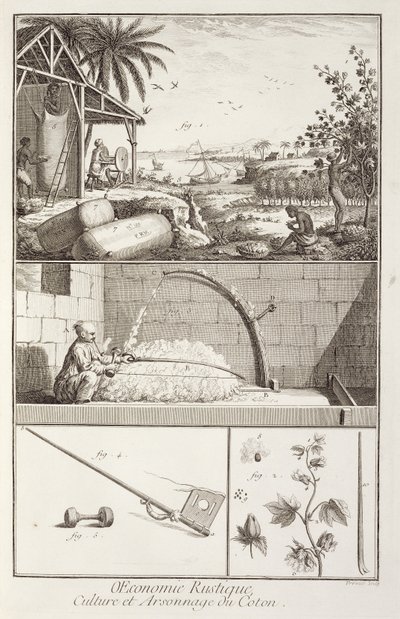 Puuvillan viljely Denis Diderot