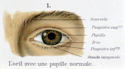 Silmä normaalilla pupillilla (yksityiskohta) tekijältä French School