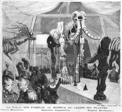 Pariisin luonnonhistoriallisen museon fossiilihuone, noin 1880 tekijältä French School