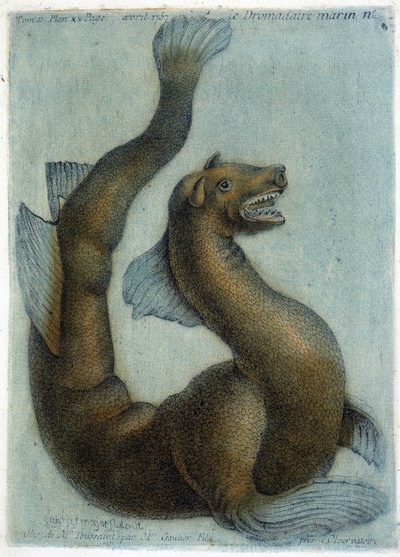 Meren kameli. M. Toussaint (1756) kuvitus teoksessa "Periodic Observations on Physics, Natural History and the Arts". tekijältä French School
