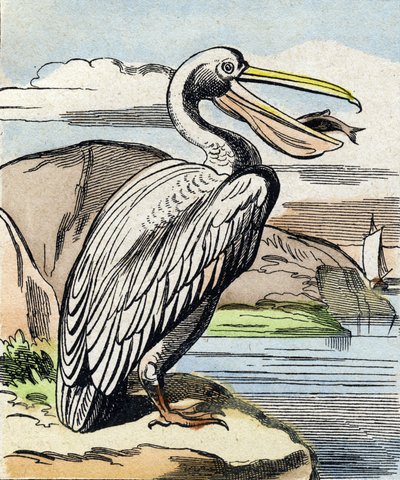 Pelikaani. Kaiverrus "Buffon Alphabet des Oiseaux n 1". 3. Serie N 1. Epinalin kuvantaminen, Epinal, 1800-luvun loppu. 16 sivua. Mitat: 28 x 21 cm tekijältä French School
