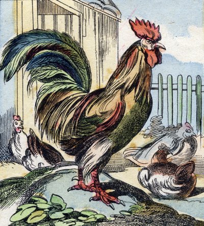 Kukko. Kaiverrus "Buffon Alphabet des Oiseaux n 2". 3. Serie N 2. Epinalin kuvantaminen, Epinal, 1800-luvun loppu. 16 sivua. Mitat: 28 x 21 cm tekijältä French School