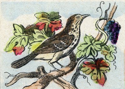 Sammas. Kaiverrus "Buffon Alphabet des Oiseaux n 1". 3. Serie N 1. Epinalin kuvantaminen, Epinal, 1800-luvun loppu. 16 sivua. Mitat: 28 x 21 cm tekijältä French School