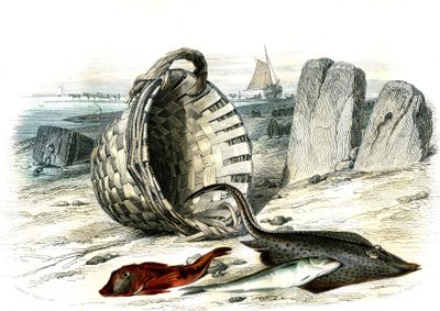 Trigle grondin (Trigle cuculus), valkoturska (merlangius merlangus), raie grondin (dipturus batis) - Bernard Germain de Lacepeden (1856-1925) Histoire Naturelle -lajista poiminut levy, painos P.Furme, Pariisi tekijältä French School