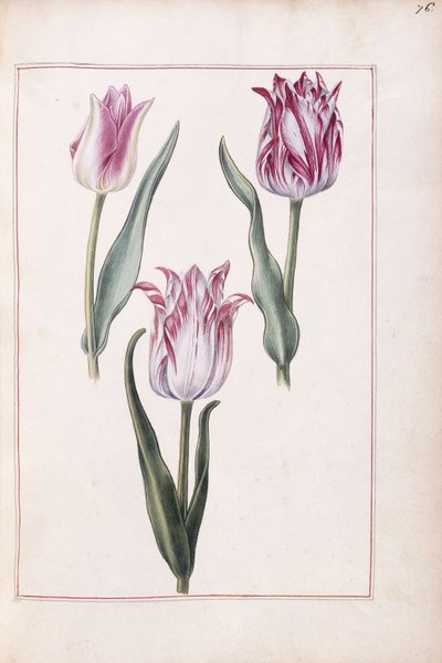 Tulppaanit, 1700-luku tekijältä French School