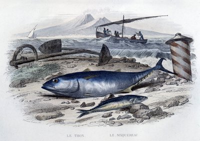 Tonnikala ja makrilli - teoksessa "Natural History", kirjoittanut Lacepède, T.II, toim. Furne et Cie, Pariisi tekijältä French School