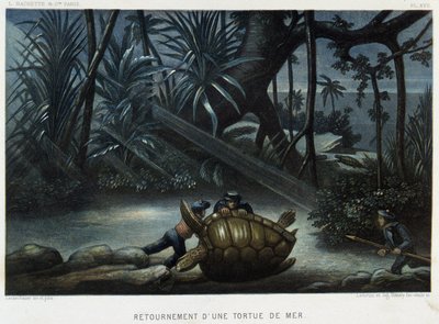 Merikilpikonnan kilpikonna - Alfred Fredolin teoksessa Le monde de la mer, Hachette, Pariisi tekijältä French School