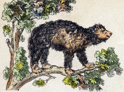 Unau (laiska). Kaiverrus "" Alphabet des animaux sauvages"". 9. sarja. Kuvia Epinalista, Pellerin, paino-kustantaja, noin 1870. Kaiverrukset puuhun, stenciloitu. 16 sivua. Mitat: 20 x 15 cm. Yksityinen kokoelma tekijältä French School