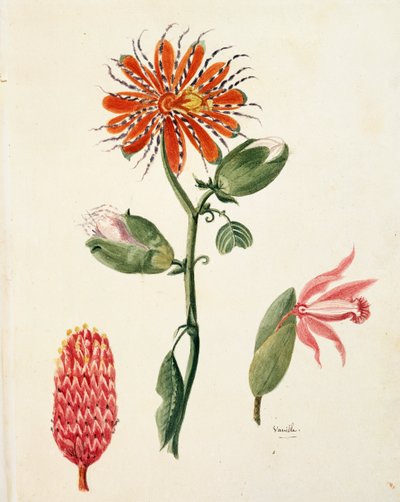 Lejeunen vaniljaorkidea (vanilla planifolia) tekijältä French School