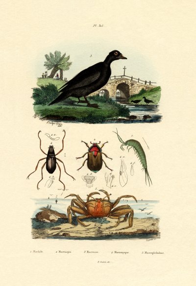 Velvet Scoter Duck, 1833-39 tekijältä French School