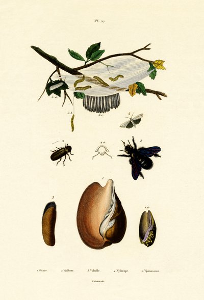 Volute Shell, 1833-39 tekijältä French School