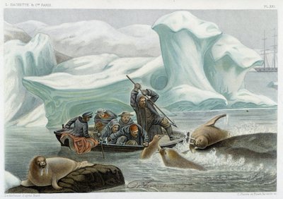Mursun metsästys - Alfred Fredolin teoksessa Le monde de la mer, Hachette, Pariisi tekijältä French School
