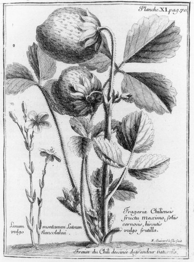 West Coast Pine Strawberry, A.F. Frezierin teoksesta Relation of the Voyage of the Voyage of the South Sea to the Coasts of the Chily ja Peru 1712-16, kirjoittanut A.F. Frezier, julkaistu 1716 tekijältä French School