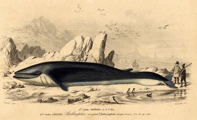 Valas tai baleinoptera (Balaenoptera rorqual) tekijältä French School