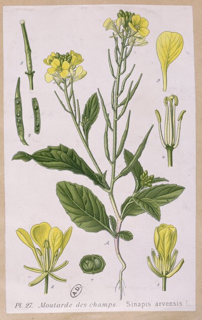 Villi sinappi (Sinapis Arvensis) tekijältä French School