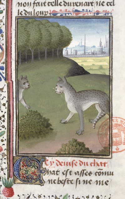 Villikissat, Gaston Phebus de Foixin (1331-91) Metsästyskirjasta tekijältä French School
