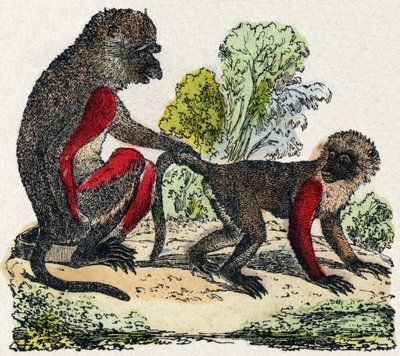 Yarques. Kaiverrus "Wild Animals Alphabet". 9. sarja. Kuvia Epinalista, Pellerin, kirjapaino-kustantaja, n. 1870. Kaiverrukset puuhun, stensiili. 16 sivua. Koko: 20 x 15 cm. Yksityinen kokoelma tekijältä French School