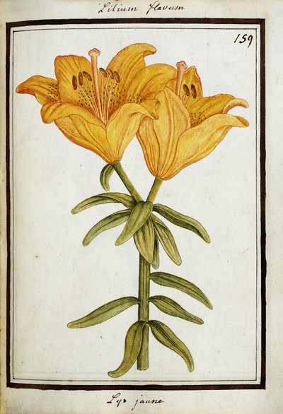 Keltainen lilja, n. 1700 tekijältä French School