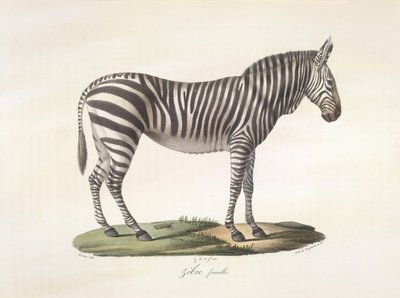 Nainen seepra. Naarasseepra, Natural History of Mammals (väri litho) tekijältä French School