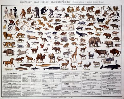 Zoologia: nisäkkäiden luokittelu ranskalaisen biologin Georges Cuvierin (1769-1832) mukaan. Luonnontieteellinen lautakunta tekijältä French School