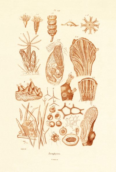 Zoophytes, 1833-39 tekijältä French School