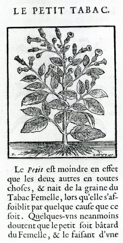 Pieni tupakka, kuvitus Jean Le Royer de Praden teoksesta Discourse on Tobacco, 1671 tekijältä French School