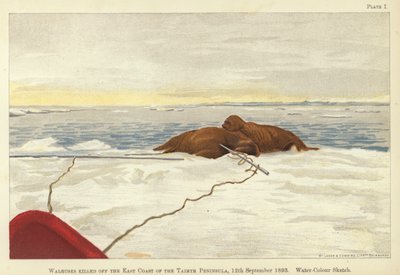 Mursut tapettiin Taimyrin niemimaan itärannikolla tekijältä Fridtjof Nansen