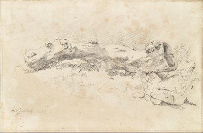 Makaa ontto puunrunko tekijältä Friedrich August Mathias Gauermann