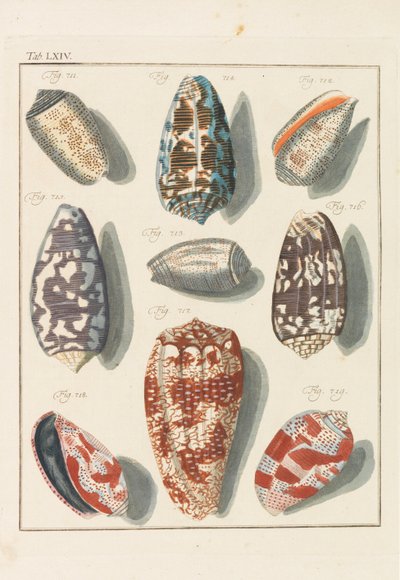 Uusi systemaattinen conchylia-kaappi, 1768. tekijältä Friedrich Heinrich Wilhelm Martini