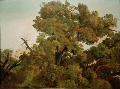 Tammi tekijältä Friedrich Nerly