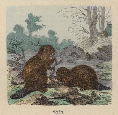 Majava (värinen kaiverrus) tekijältä Friedrich Specht