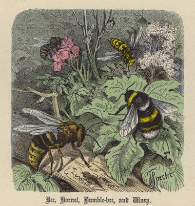 Mehiläinen, Hornet, Humble-bee ja Wasp (värillinen kaiverrus) tekijältä Friedrich Specht