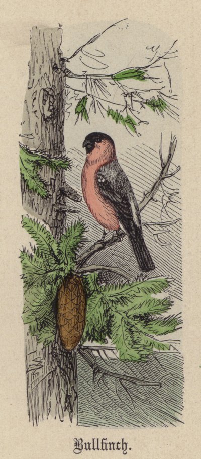 Bullfinch (värillinen kaiverrus) tekijältä Friedrich Specht