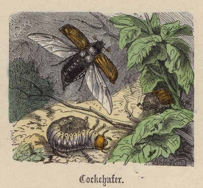 Cockchafer (värillinen kaiverrus) tekijältä Friedrich Specht