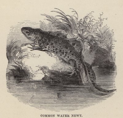 Common Water Newt (kaiverrus) tekijältä Friedrich Specht