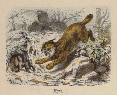 Lynx (värillinen kaiverrus) tekijältä Friedrich Specht