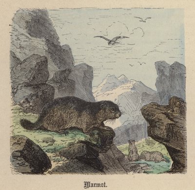 Murmeli (värillinen kaiverrus) tekijältä Friedrich Specht