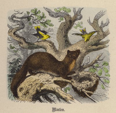 Marten (värillinen kaiverrus) tekijältä Friedrich Specht