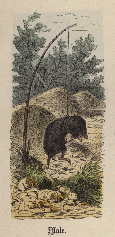 Mole (värillinen kaiverrus) tekijältä Friedrich Specht
