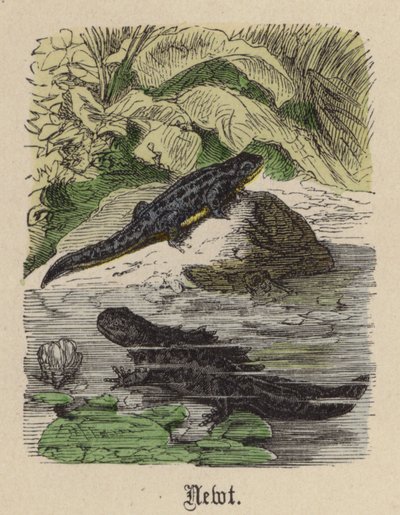 Newt (värillinen kaiverrus) tekijältä Friedrich Specht