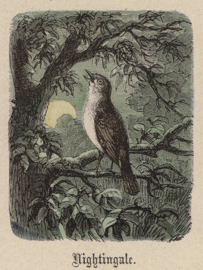 Nightingale (värillinen kaiverrus) tekijältä Friedrich Specht