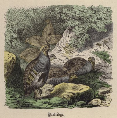 Partridge (värinen kaiverrus) tekijältä Friedrich Specht