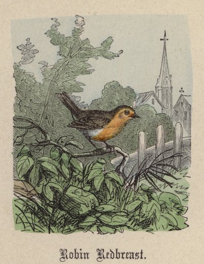 Robin Redbreast (värillinen kaiverrus) tekijältä Friedrich Specht