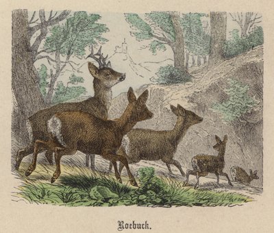 Roebuck (värillinen kaiverrus) tekijältä Friedrich Specht