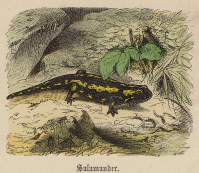 Salamander (värillinen kaiverrus) tekijältä Friedrich Specht