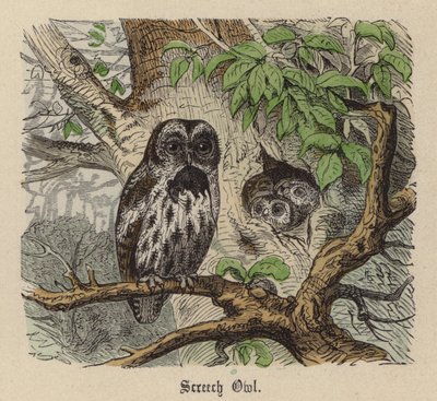 Screech Owl (värillinen kaiverrus) tekijältä Friedrich Specht