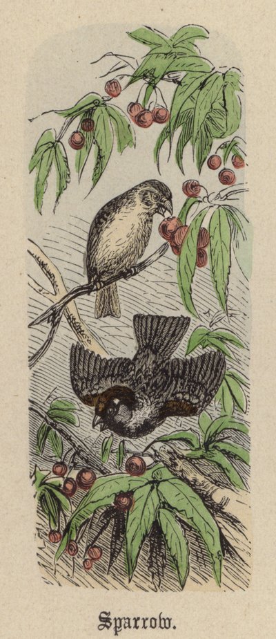 Sparrow (värillinen kaiverrus) tekijältä Friedrich Specht