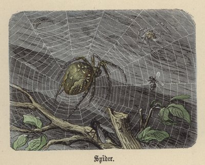 Hämähäkki (värillinen kaiverrus) tekijältä Friedrich Specht