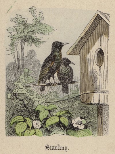 Starling (värillinen kaiverrus) tekijältä Friedrich Specht