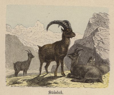 Steinbok (värillinen kaiverrus) tekijältä Friedrich Specht